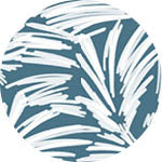 Sky Gazer's Ned Collection